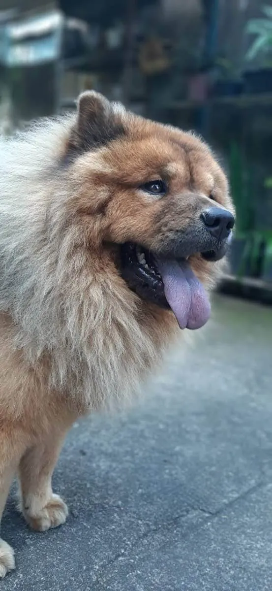 Cachorro raça Chow chow idade 4 anos nome Jackie