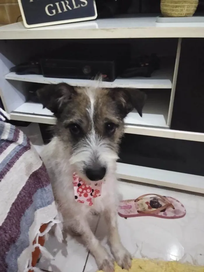 Cachorro ra a Srd idade 1 ano nome Mel