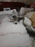 Mel