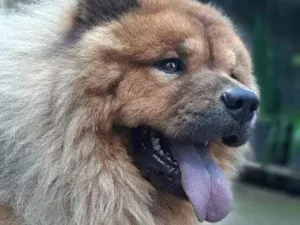 Cachorro raça Chow chow idade 4 anos nome Jackie