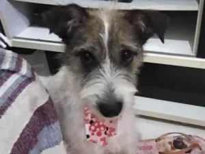 Cachorro raça Srd idade 1 ano nome Mel