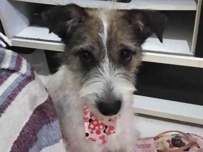 Cachorro ra a Srd idade 1 ano nome Mel