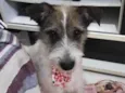 Mel