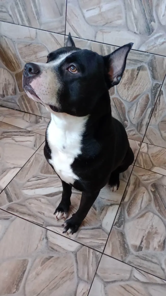 Cachorro raça Pit Bull  idade 2 anos nome Juca 