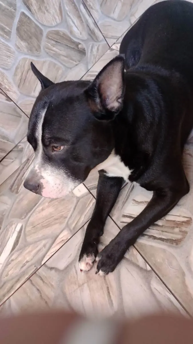 Cachorro raça Pit Bull  idade 2 anos nome Juca 