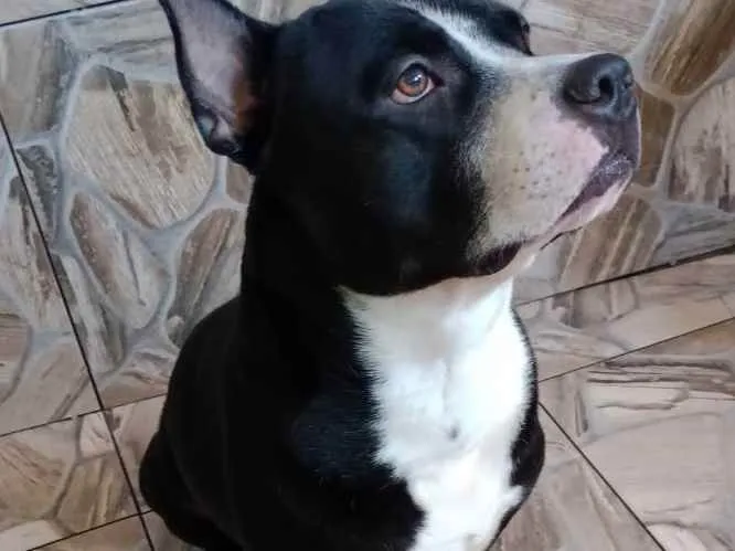 Cachorro raça Pit Bull  idade 2 anos nome Juca 