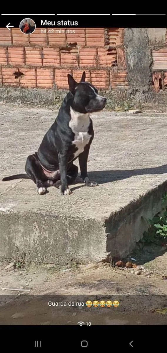 Cachorro raça Pit Bull  idade 2 anos nome Juca 
