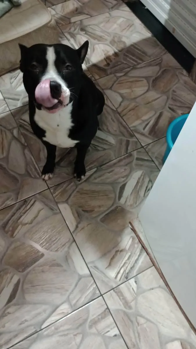 Cachorro raça Pit Bull  idade 2 anos nome Juca 
