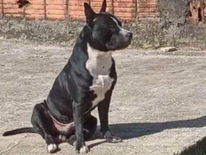 Cachorro raça Pit Bull  idade 2 anos nome Juca 