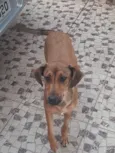 Cachorro raça SRD idade 7 a 11 meses nome Canela