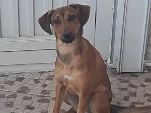 Cachorro raça SRD idade 7 a 11 meses nome Canela