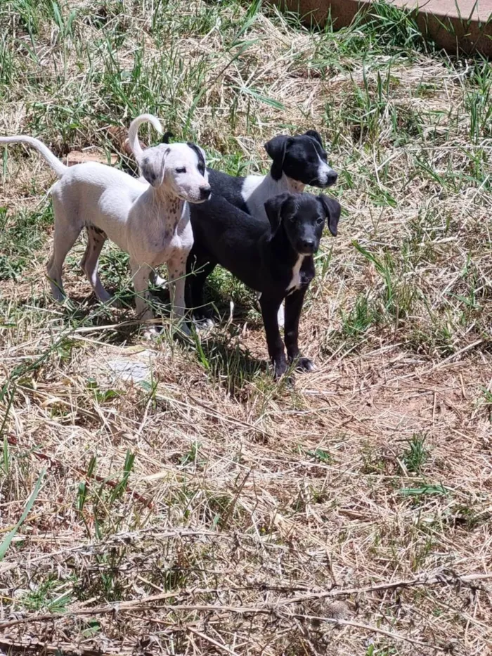 Cachorro ra a SRD idade 2 a 6 meses nome Filhotes