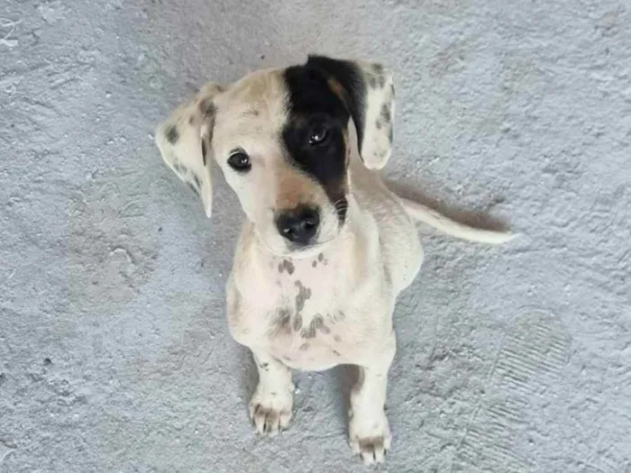 Cachorro ra a SRD idade 2 a 6 meses nome Filhotes