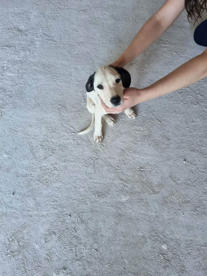 Cachorro ra a SRD idade 2 a 6 meses nome Filhotes