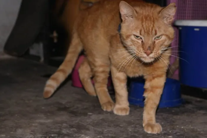 Gato raça SRD idade 2 anos nome Logan