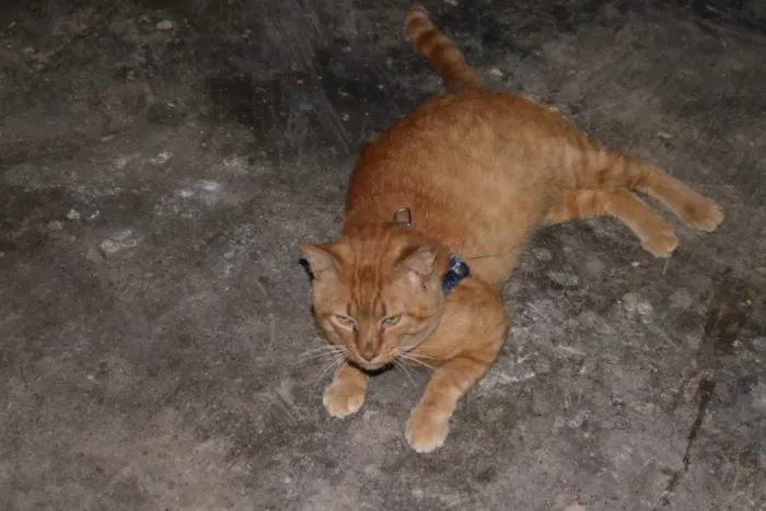 Gato raça SRD idade 2 anos nome Logan