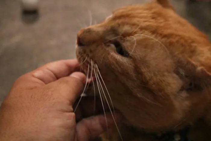 Gato raça SRD idade 2 anos nome Logan