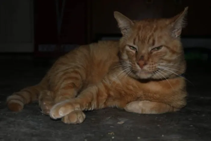 Gato raça SRD idade 2 anos nome Logan