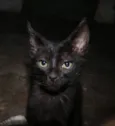 Gato raça SRD idade Abaixo de 2 meses nome Gu