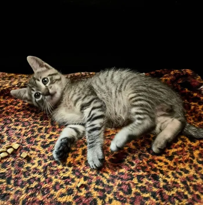 Gato raça SRD idade Abaixo de 2 meses nome Fred