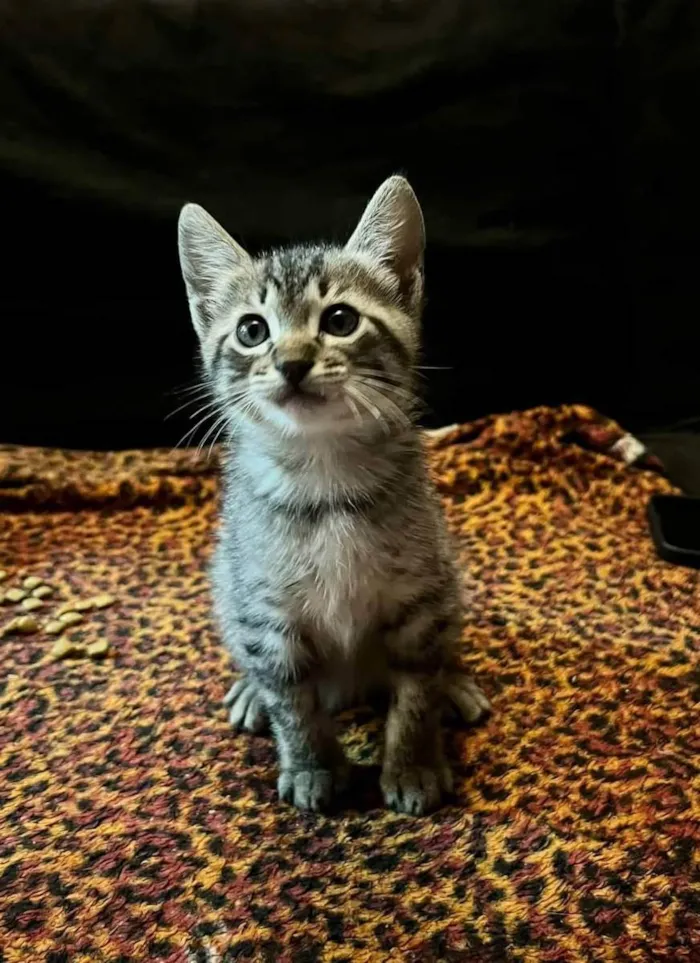 Gato raça SRD idade Abaixo de 2 meses nome Fred