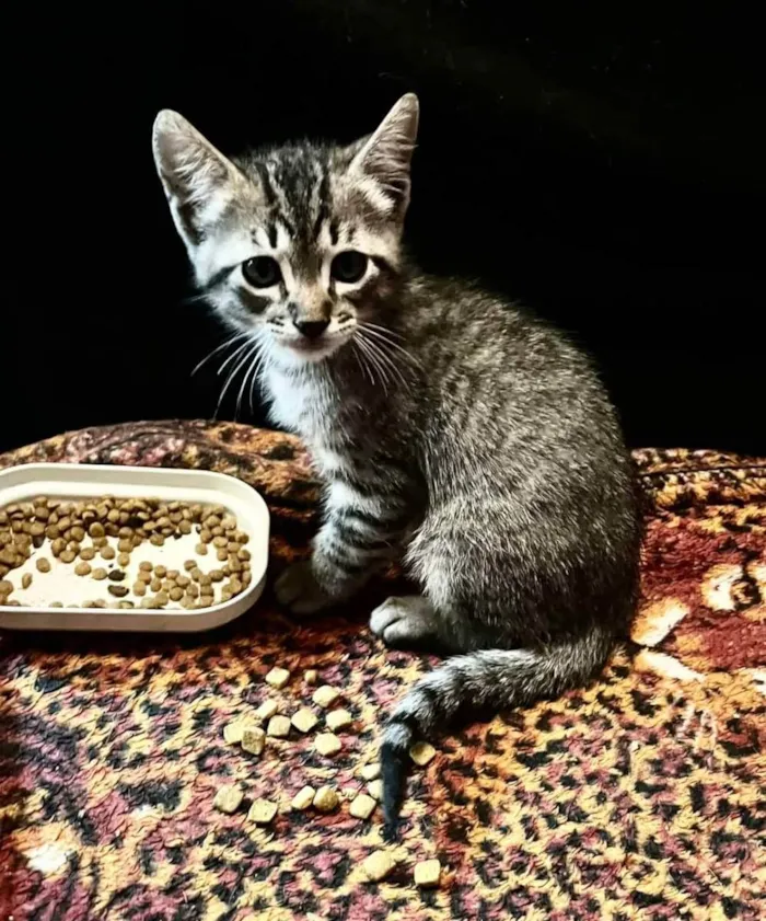 Gato raça SRD idade Abaixo de 2 meses nome Fred