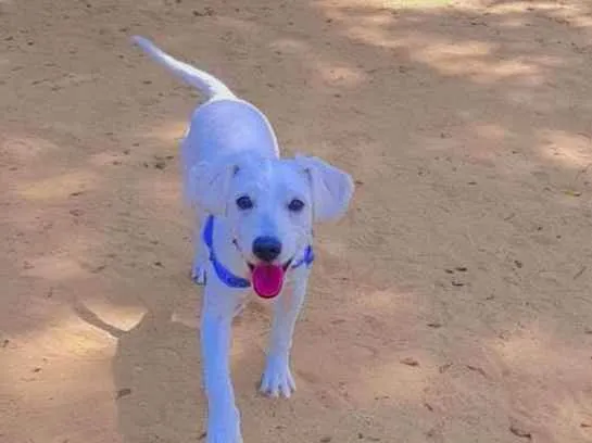 Cachorro ra a Pudlle com coker idade 1 ano nome Belinha