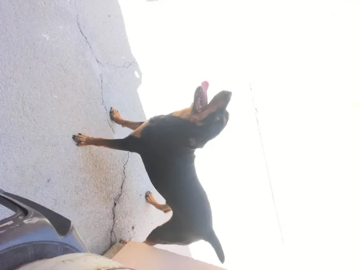 Cachorro ra a SRD  idade 4 anos nome Abednego 