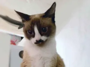 Gato raça srd idade 2 anos nome Lorien & Brienne