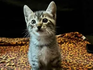 Gato raça SRD idade Abaixo de 2 meses nome Fred