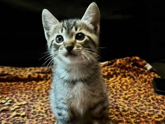 Gato raça SRD idade Abaixo de 2 meses nome Fred