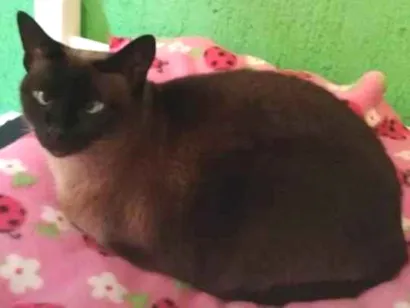 Gato raça Siamês  idade 6 ou mais anos nome Gordiz