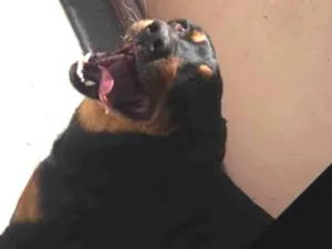 Cachorro raça SRD  idade 4 anos nome Abednego 