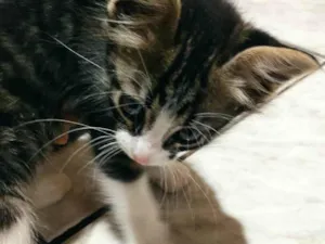 Gato raça Vira lata  idade Abaixo de 2 meses nome Não possui 