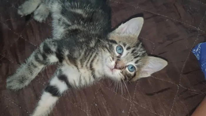 Gato ra a Sem raça idade Abaixo de 2 meses nome Tigrão