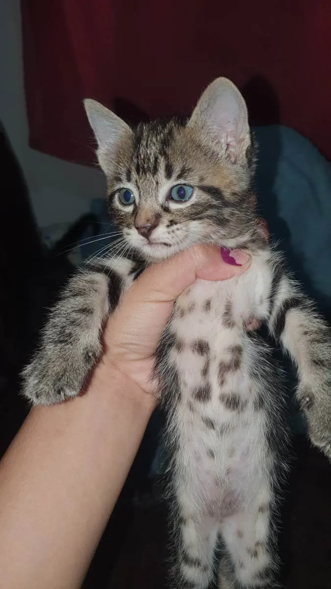 Gato ra a Sem raça idade Abaixo de 2 meses nome Tigrao 