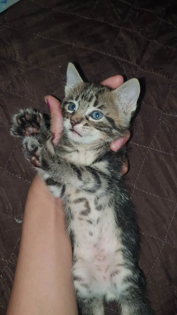 Gato ra a Sem raça idade Abaixo de 2 meses nome Tigrao 