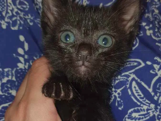 Gato ra a Sem raça idade nome Morceguinha,mavis