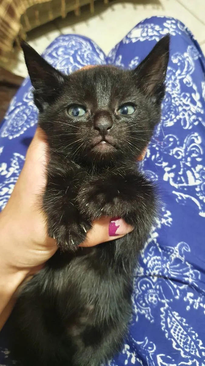 Gato ra a Sem raça idade Abaixo de 2 meses nome Morceguinha