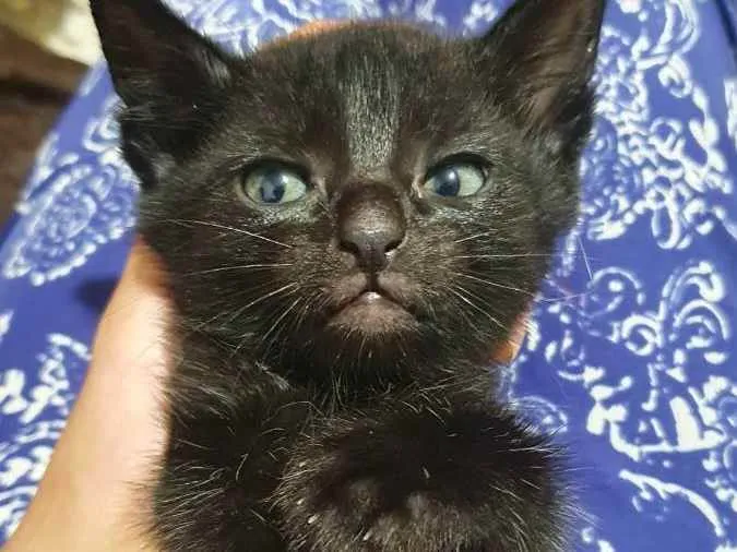 Gato ra a Sem raça idade Abaixo de 2 meses nome Morceguinha