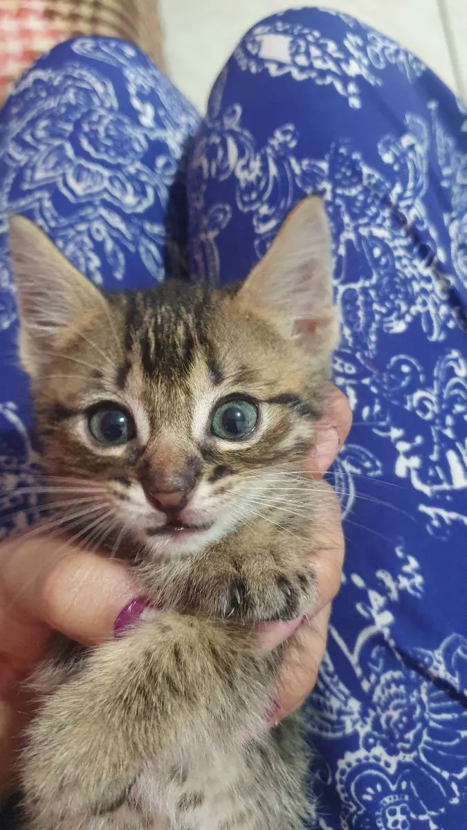 Gato ra a Sem raça idade Abaixo de 2 meses nome Leitão 