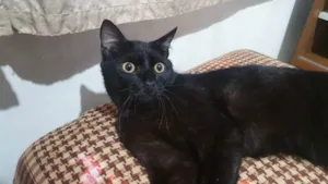 Gato raça Sem raça idade 1 ano nome Nego