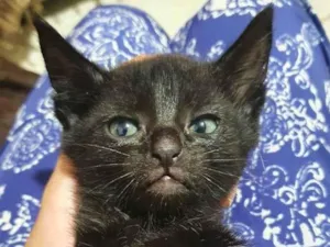 Gato raça Sem raça idade Abaixo de 2 meses nome Morceguinha