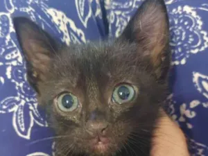 Gato raça Sem raça idade Abaixo de 2 meses nome Mavis