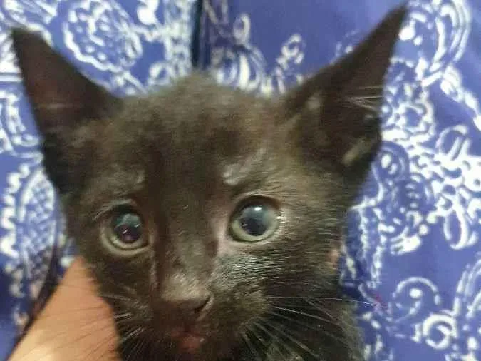 Gato ra a Sem raça idade Abaixo de 2 meses nome Salem