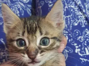 Gato raça Sem raça idade Abaixo de 2 meses nome Leitão 