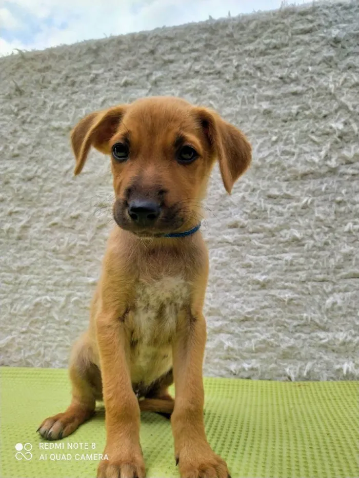 Cachorro raça Misturado idade 2 a 6 meses nome Scoby
