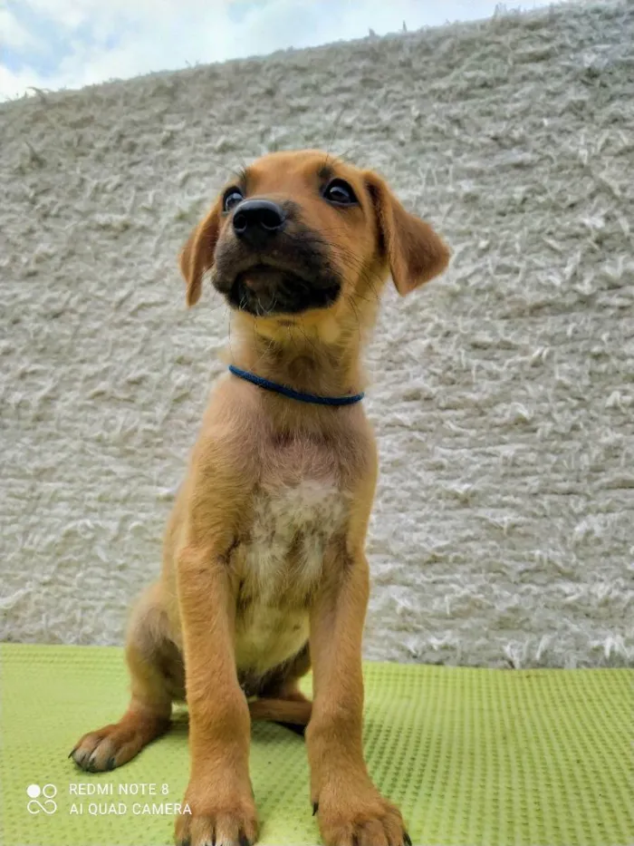 Cachorro raça Misturado idade 2 a 6 meses nome Scoby