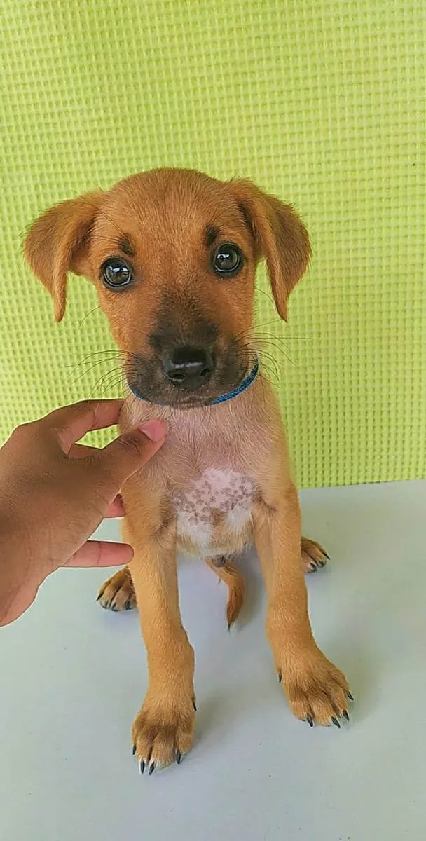 Cachorro raça Misturado idade 2 a 6 meses nome Scoby