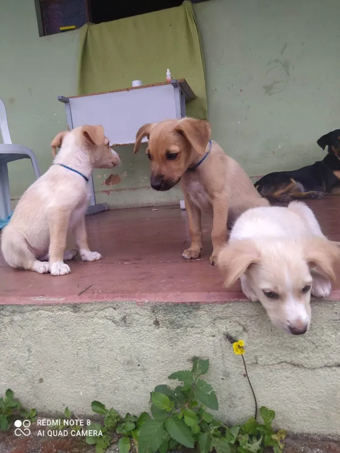 Cachorro raça Misturado idade 2 a 6 meses nome Scoby